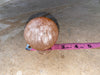 Peach Selenite Sphere 2.5” Moon Crystal